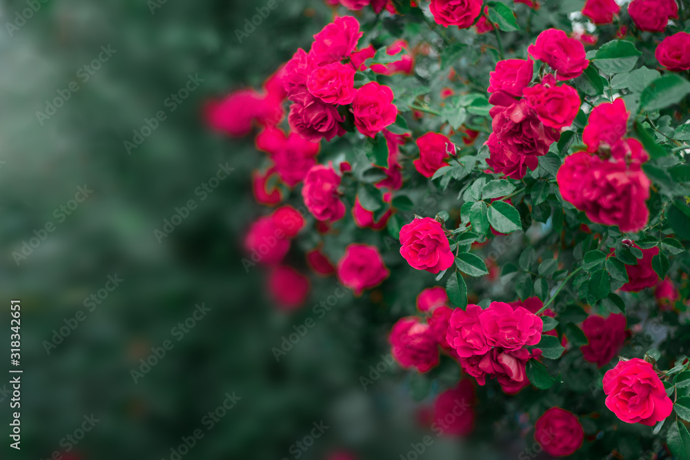 Beautiful roses in garden, roses for Valentine Day. Beautiful roses in garden, roses for Valentine Day.