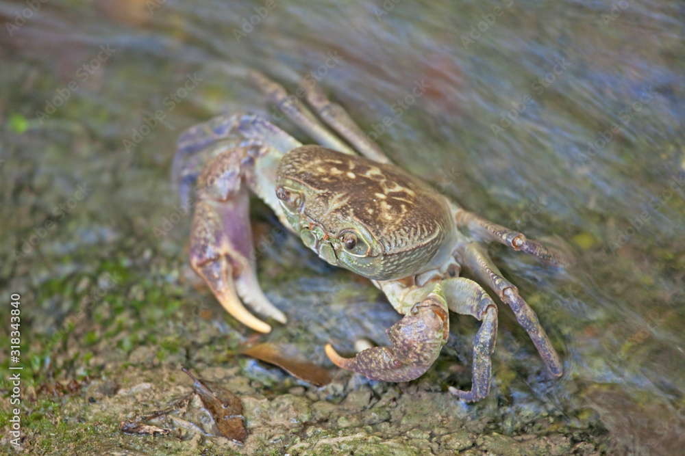 Crab into the water in a valley on Rhodes Crab into the water in a valley on Rhodes