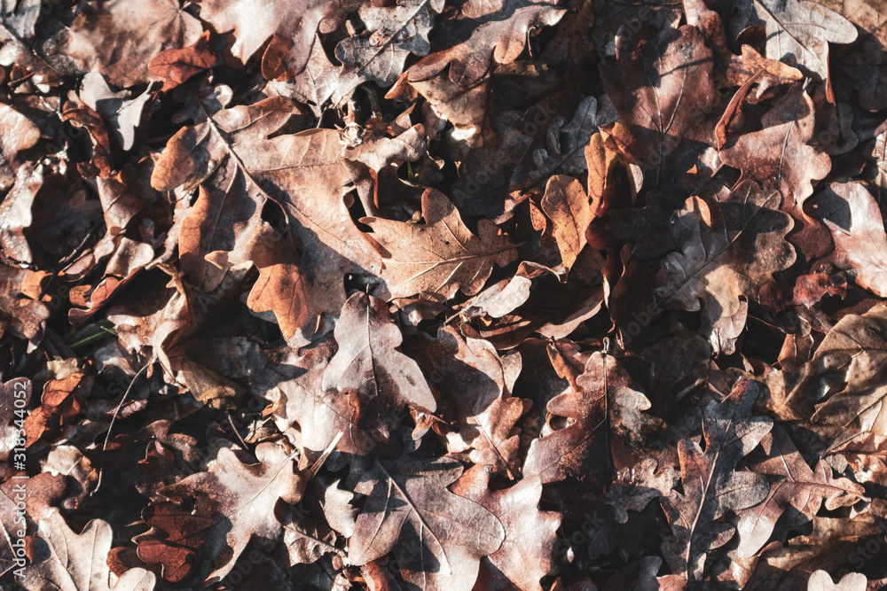 Dry oak tree leafs brown texture background forest Dry oak tree leafs brown texture background forest