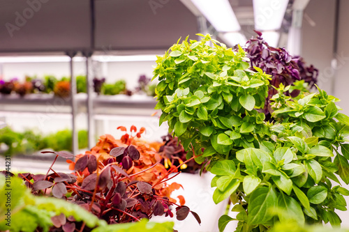 The salad greens are grown ...