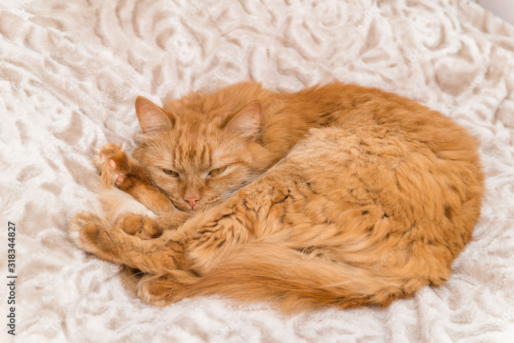 a red fluffy house cat is lying on a blanket. cute homemade cat close up a red fluffy house cat is lying on a blanket. cute homemade cat close up