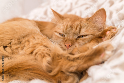 a red fluffy house cat is lying on a blanket. cute homemade cat close up