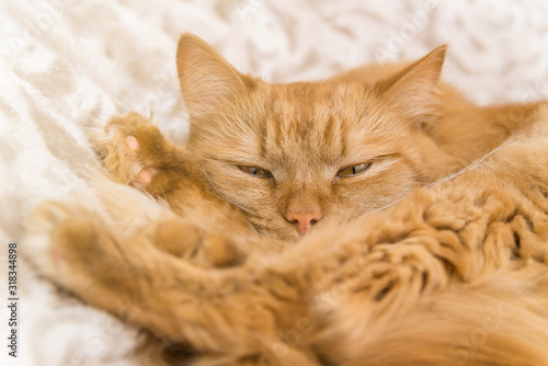 a red fluffy house cat is lying on a blanket. cute homemade cat close up
