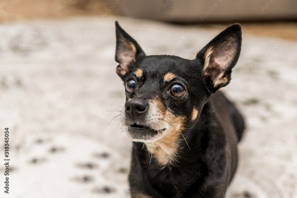 A small black dog at home. Piper Prague, Czech ratlin, Libensky cernocka – the Prazsky krysarik is indoors A small black dog at home. Piper Prague, Czech ratlin, Libensky cernocka – the Prazsky krysarik is indoors