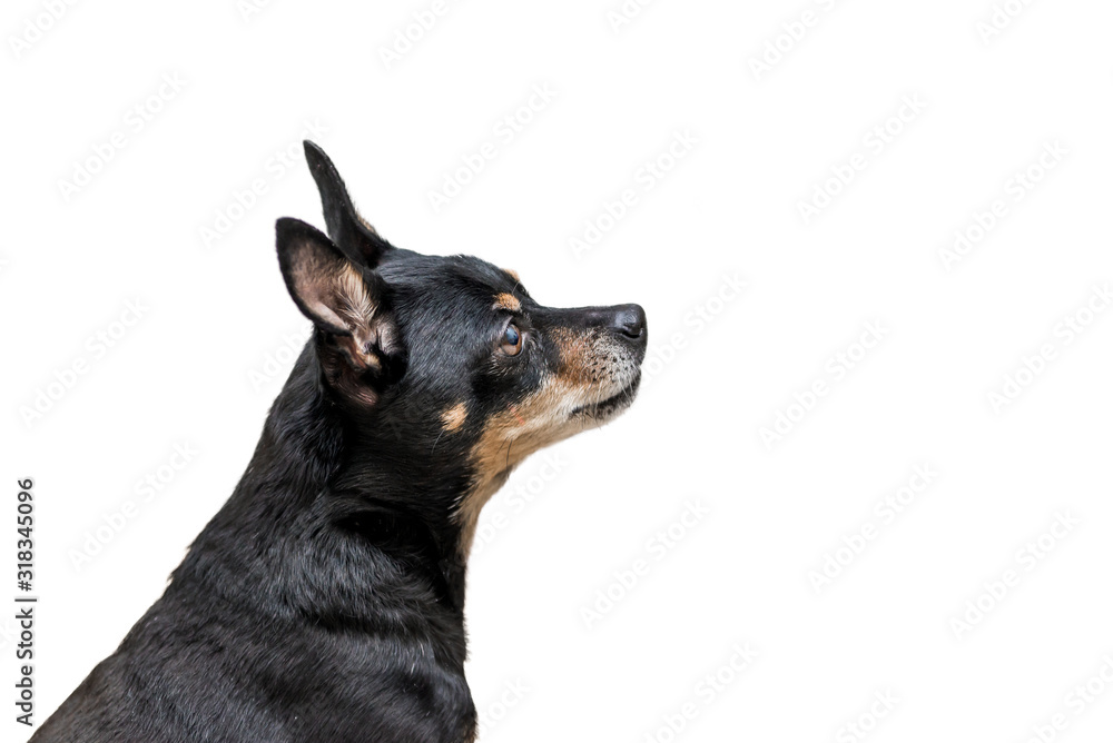 Small dog on a white isolated background. Piper Prague, Czech ratlin, Libensky cernocka – the Prazsky krysarik. Small dog on a white isolated background. Piper Prague, Czech ratlin, Libensky cernocka – the Prazsky krysarik.