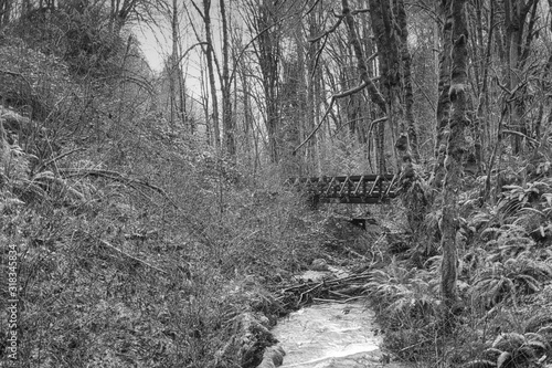 020-01-25 AN ISOLATED WOODEN BRIDGE ON A COLD NORTHWEST MORNING IN BLACK AND WHITE