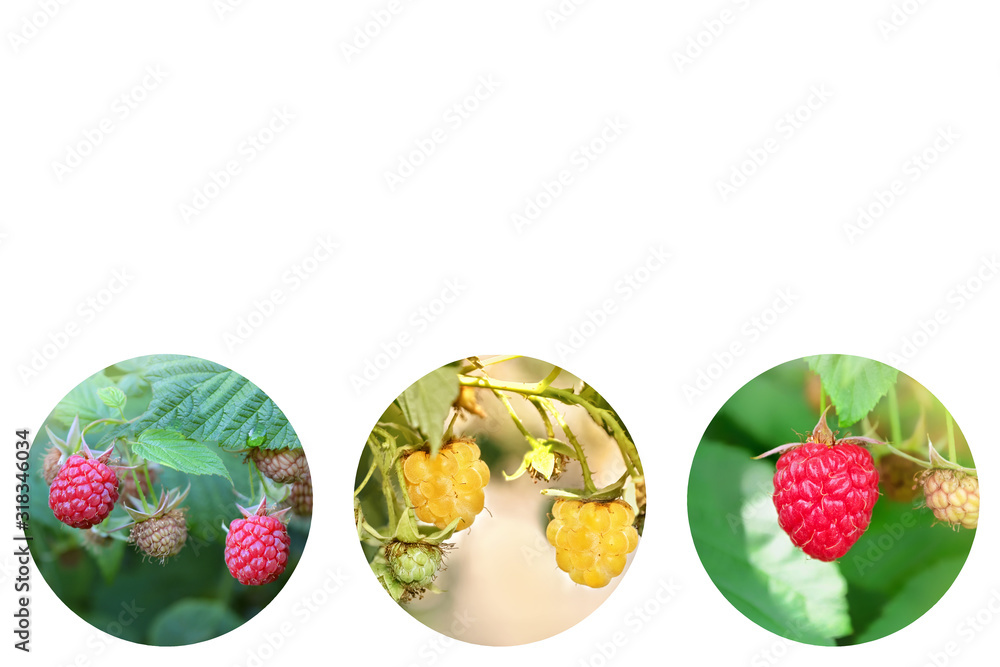 Ripe red and yellow raspberries on a Bush. Collage of round photos on a white background.