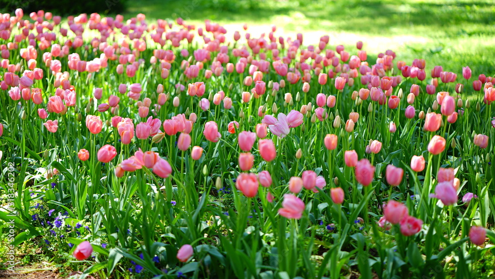 pink tulip in park