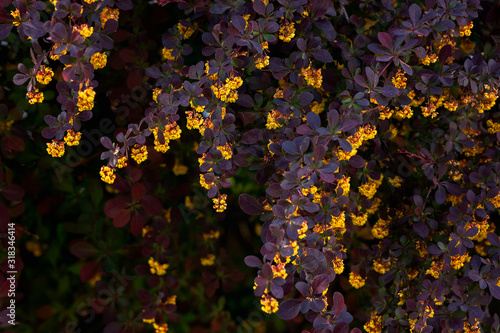 фотографія Beautiful Blooming Yellow flowers by a bush with purple leaves