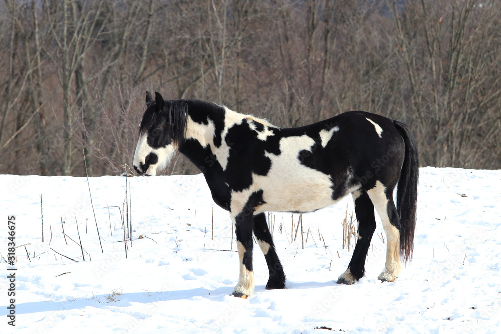 Black and white draft horse posing on a snowy hill Black and white draft horse posing on a snowy hill