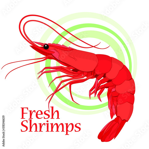 Fresh shrimps banner. Design template.