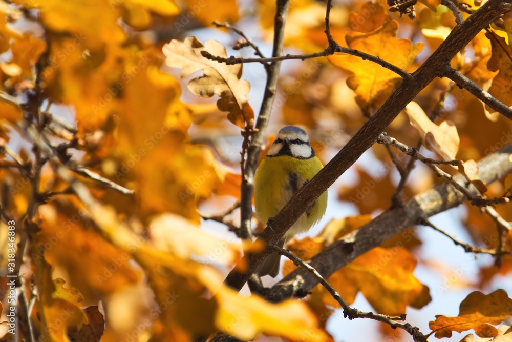 Eine Blaumeise sitzt im Herbst auf einem Ast im Baum inmitten von leuchtend gelben Blättern, Cyanistes caeruleus Eine Blaumeise sitzt im Herbst auf einem Ast im Baum inmitten von leuchtend gelben Blättern, Cyanistes caeruleus