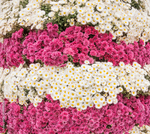 Flowerbed near flower shop. Many beautiful colored chrysanthemums © got