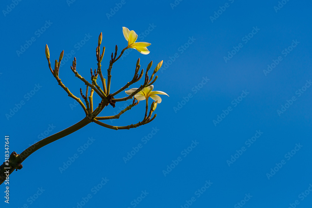 FLOR flower natural