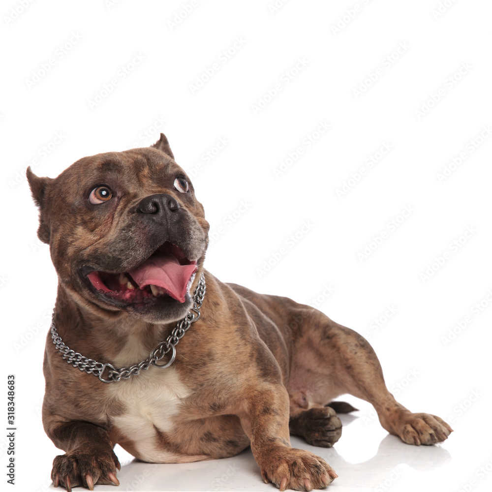 Fototapeta premium eager american bully wearing silver collar and panting
