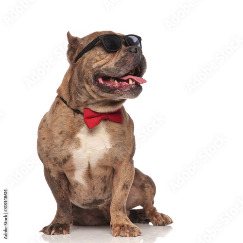 adorable american bully wearing sunglasses and red bowtie