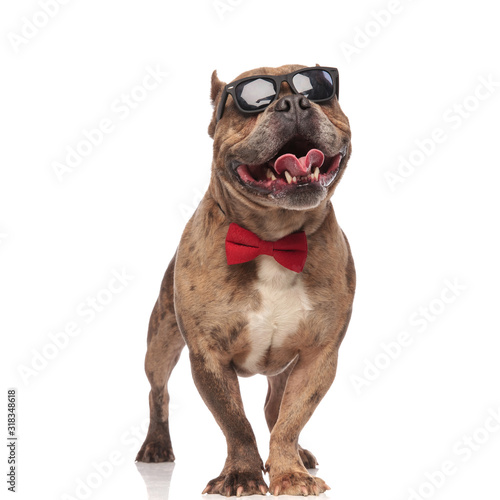 happy american bully wearing sunglasses and red bowtie