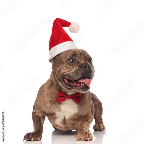 happy american bully wearing christmas hat and red bowtie