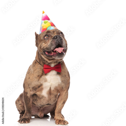 cute american bully wearing birthday hat and bowtie