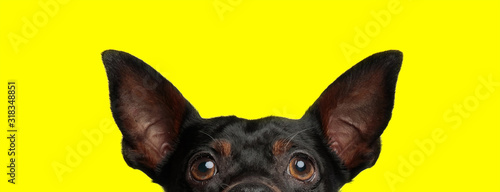 sweet pincher dog hiding from camera shy