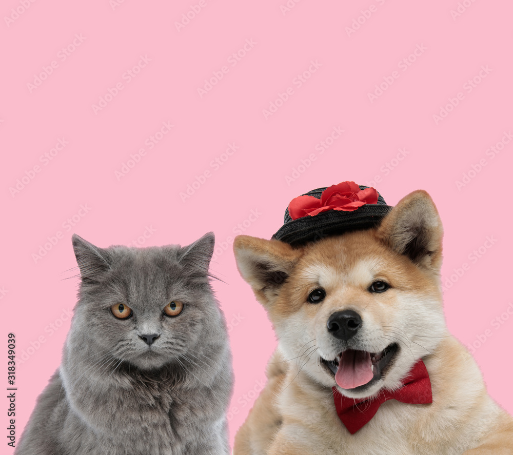 team of two animals on pink background