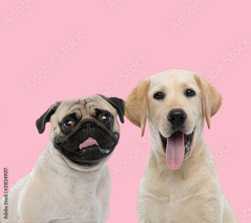 team of two dogs, pug and labrador retriver on pink background