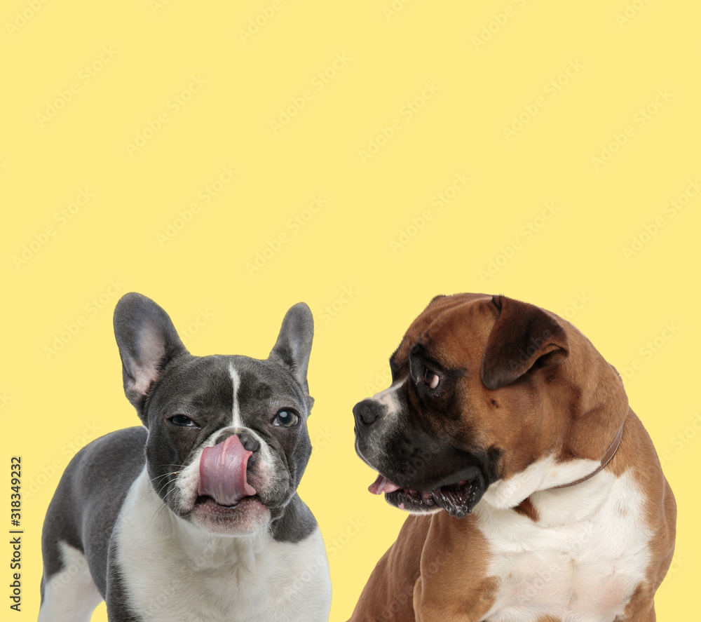 couple of dogs licking nose and looking aside couple of dogs licking nose and looking aside