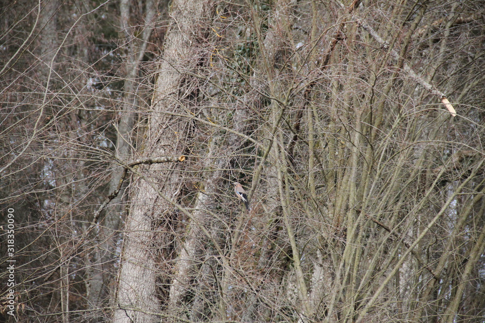 Eurasian bullfinch pink bird in the forest Eurasian bullfinch pink bird in the forest