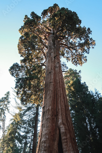 Beautiful sequoia tree from bottom to top © Alexa S