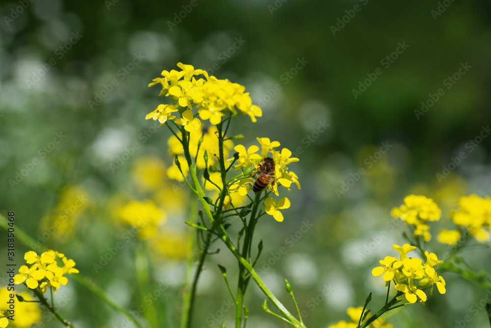 Bee nectar on yellow field plant flowers Bee nectar on yellow field plant flowers