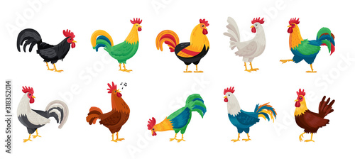 Print op canvas Cock of animal isolated cartoon set icon