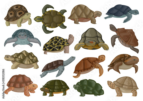 Sea turtle vector illustration on white background .Tortoise of animal vector cartoon set icon. Isolated cartoon set icon sea turtle .