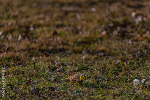 lark feeding in grass