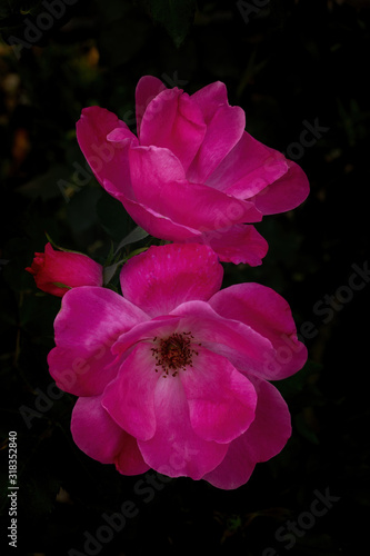 Two roses and a bud