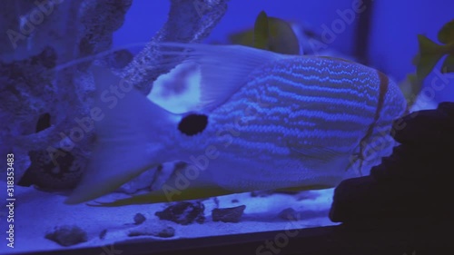 Blue Speckled Fishes, Aquarium, Closeup, Blue-Face Angel, Euxiphipops xanthometapon, among flossil coral reef, fin of Blue Ring Angelfish,aquarium, oceanarium, underwater, blue lamplight. photo