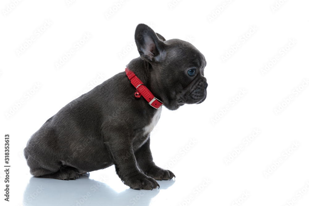 Side view of an adorable French bulldog cub looking forward