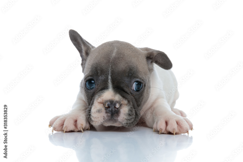 Fototapeta premium Bothered French bulldog puppy looking while laying down