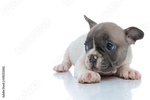 Bothered French bulldog puppy looking to the side © Viorel Sima