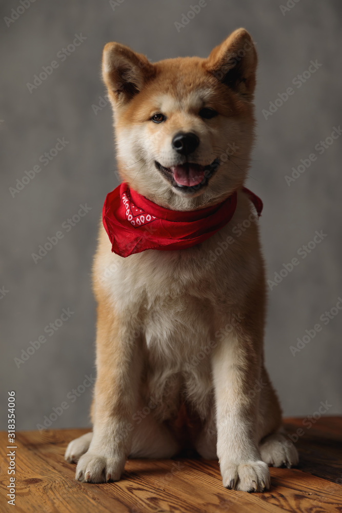 Akita Inu dog sitting with no occupation sticking out tongue