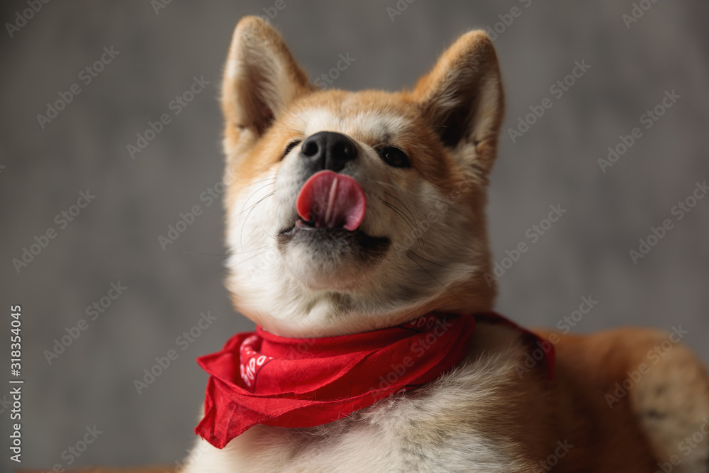Akita Inu dog wearing red bandana and licking nose