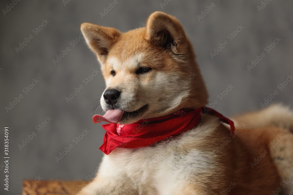 Akita Inu dog lying down and sticking out tongue