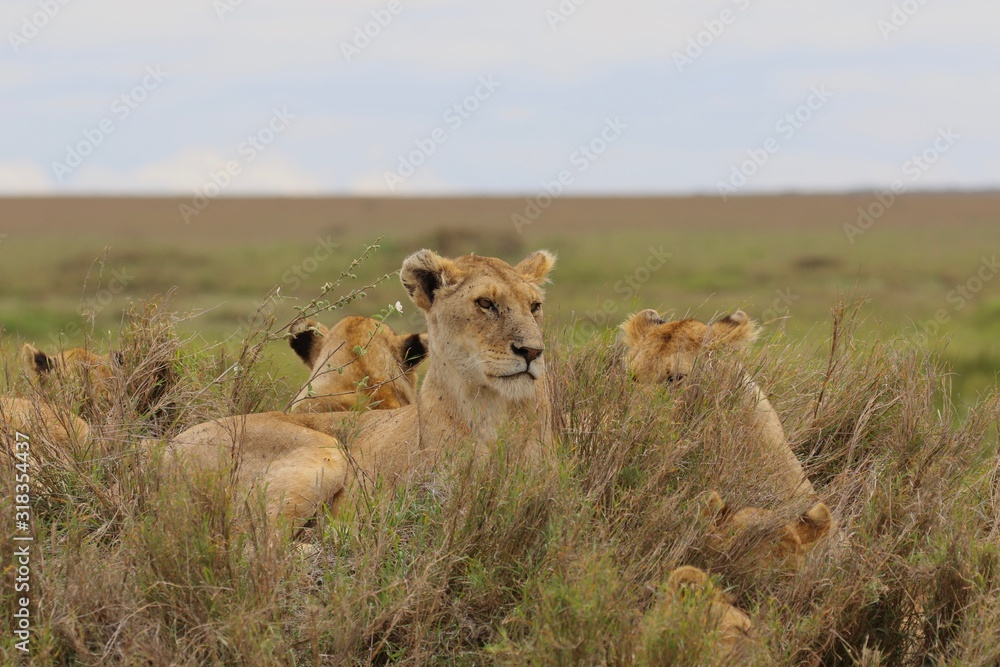 Fototapeta premium Pride of Lions, Serengeti, Tanzania