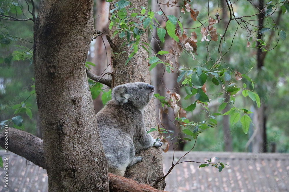 Obraz premium Koala Phascolarctos cinereus tree dweller in Australia