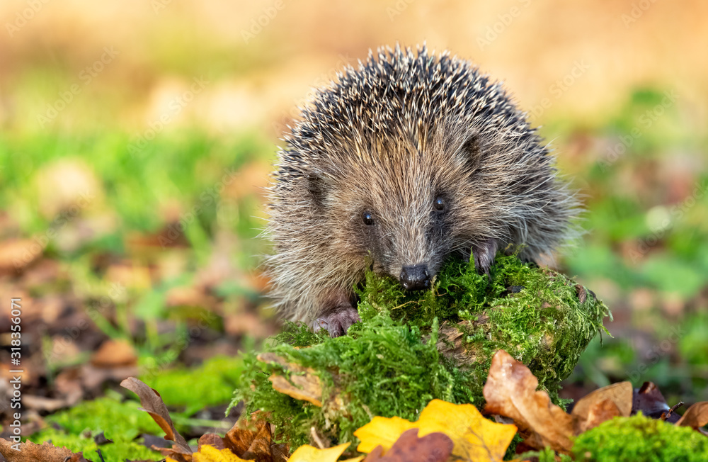 Hedgehog (Scientific name: Erinaceus Europaeus) wild, free roaming hedgehog, taken from a wildlife garden hide to monitor health and population of this favourite but declining mammal, space for copy Hedgehog (Scientific name: Erinaceus Europaeus) wild, free roaming hedgehog, taken from a wildlife garden hide to monitor health and population of this favourite but declining mammal, space for copy
