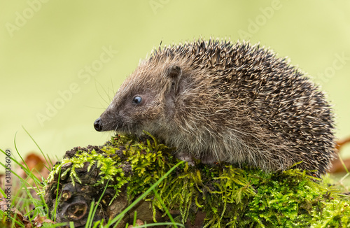 Hedgehog, wild native, European hedgehog on a green moss log, facing left. Close up with clean background. Horizontal. Space for copy.