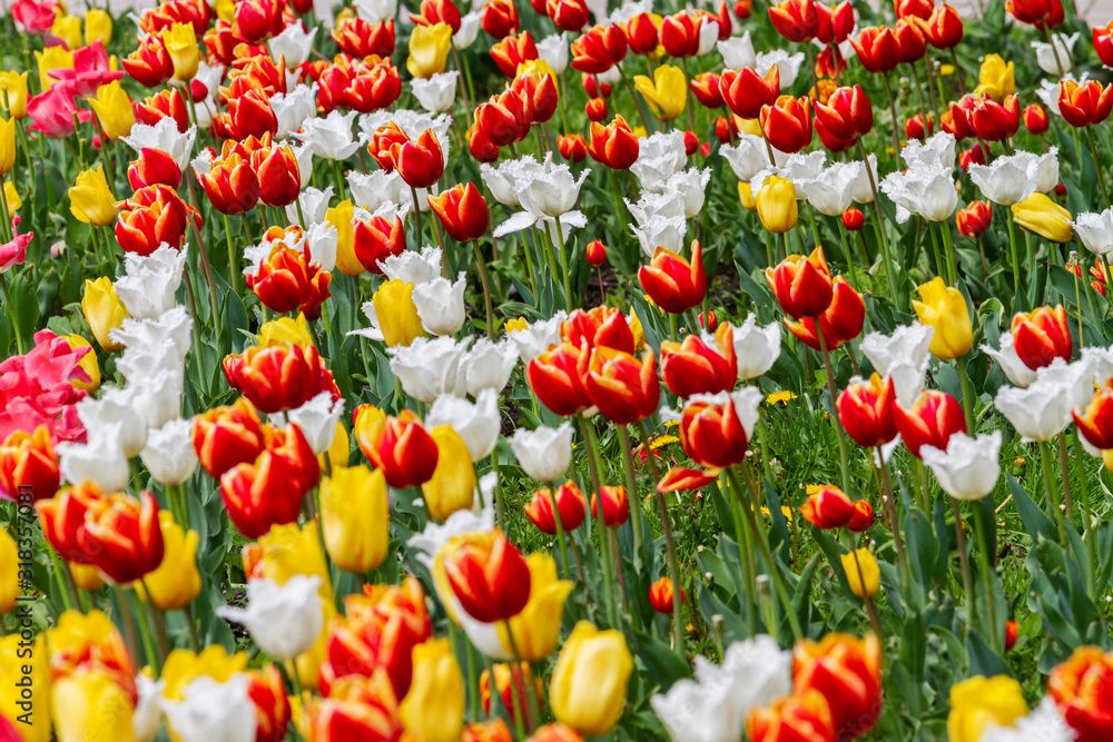 field of colorful tulips backlit by the sun field of colorful tulips backlit by the sun