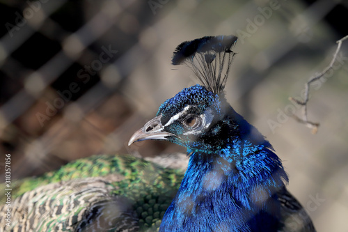 WROCLAW, POLAND - JANUARY 21, 2020: Peafowl is a common name for three species of birds in the genera Pavo and Afropavo of the Phasianidae family. ZOO in Wroclaw, Poland. photo