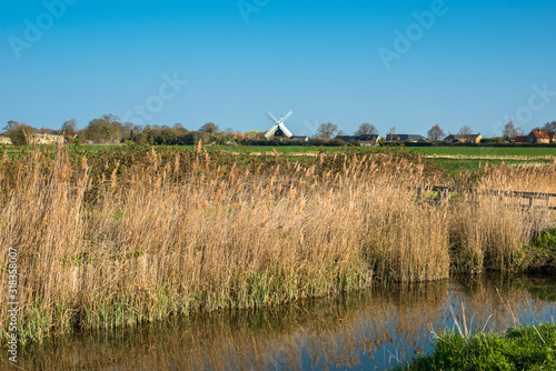 Reed beds in early morning, Wicken Fen, Cambridgeshire, UK