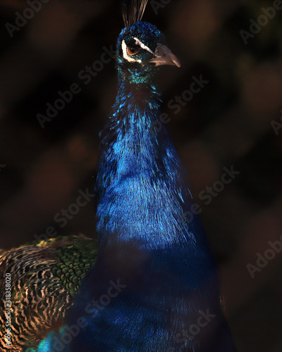 WROCLAW, POLAND - JANUARY 21, 2020: Peafowl is a common name for three species of birds in the genera Pavo and Afropavo of the Phasianidae family. ZOO in Wroclaw, Poland. photo