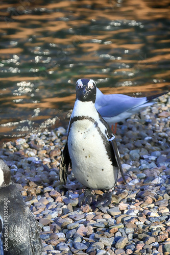 Fototapet WROCLAW, POLAND - JANUARY 21, 2020: Penguins (Sphenisciformes, family Spheniscidae) are a group of aquatic flightless birds